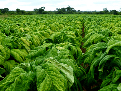 TOBACCO